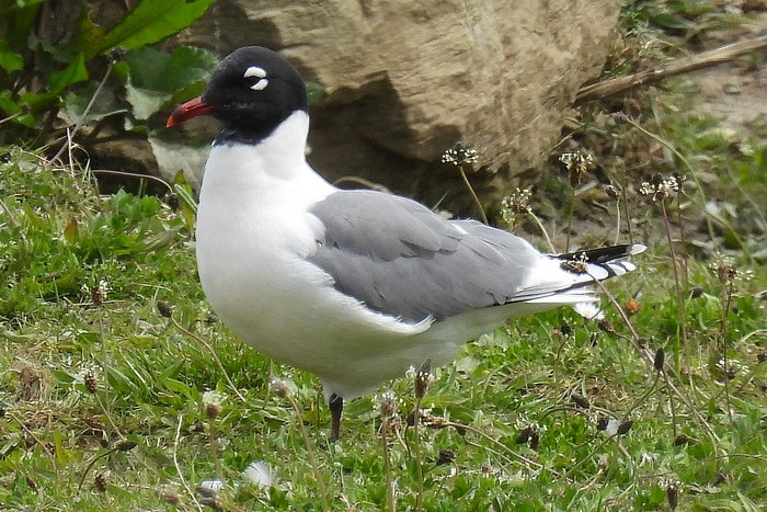 Franklin's Gull