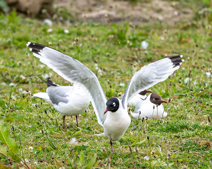 Franklin's Gull