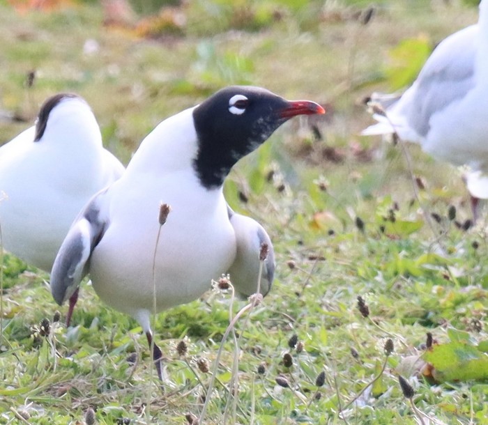 Franklin's Gull