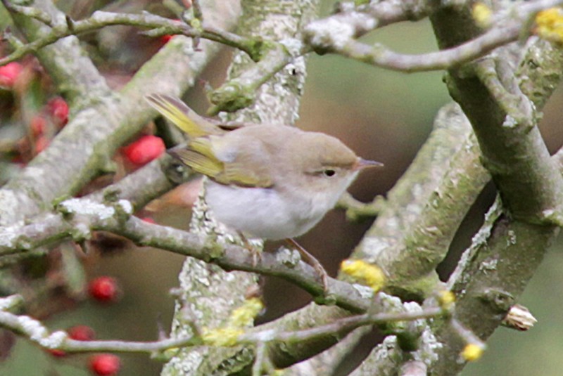 Western Bonelli's Warbler