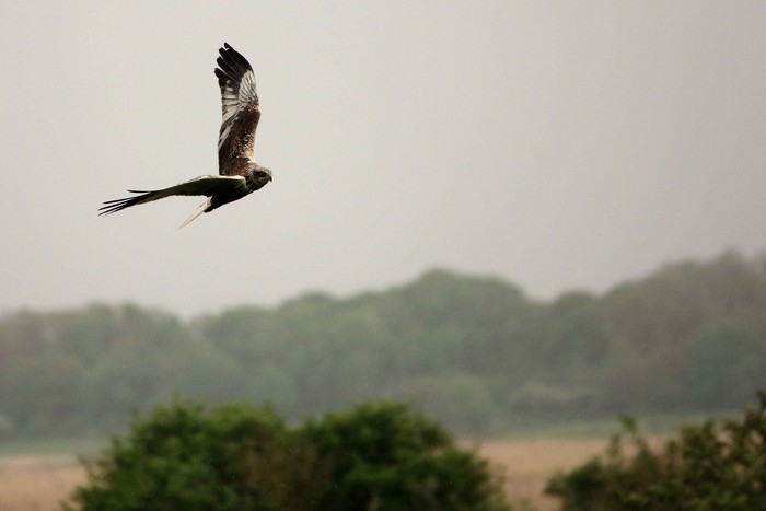 Marsh Harrier