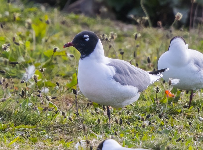 Franklin's Gull