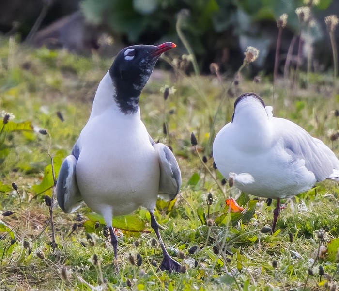 Franklin's Gull