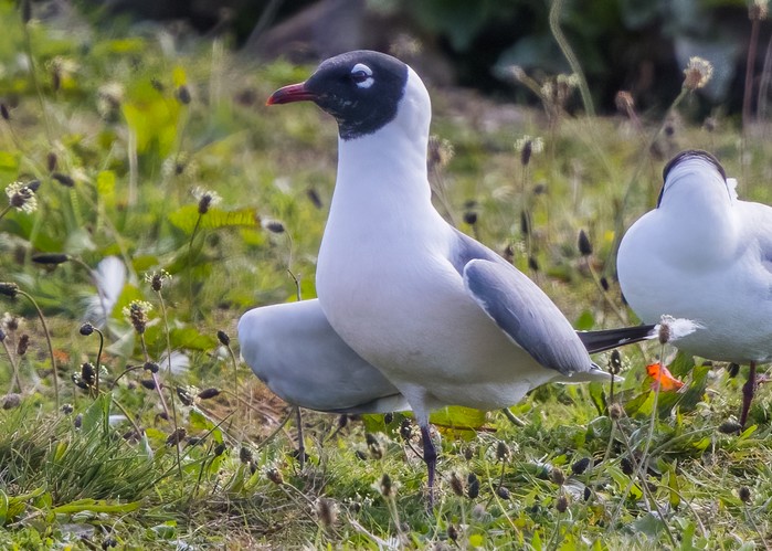 Franklin's Gull