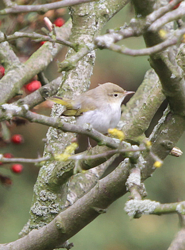 Western Bonelli's Warbler