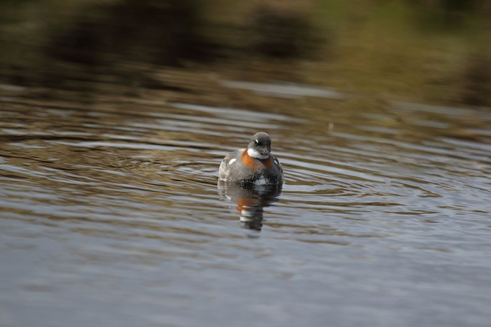 Red-necked Phalarope