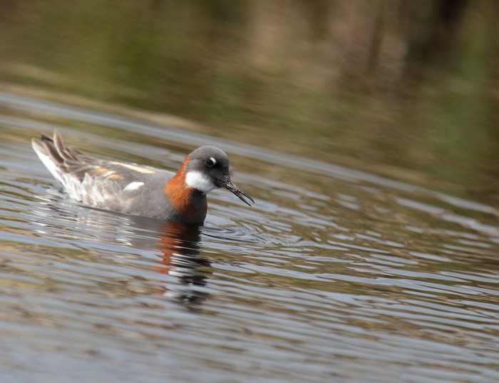 Red-necked Phalarope