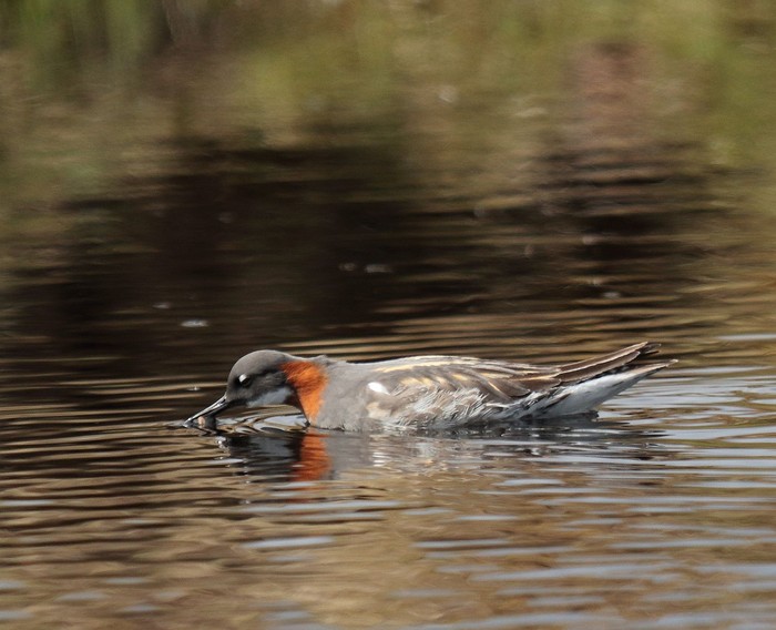 Red-necked Phalarope