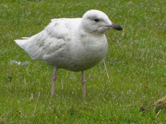 Iceland Gull