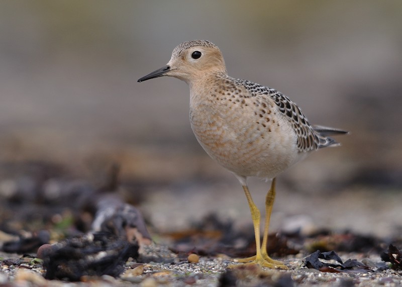 Buff-breasted Sandpiper