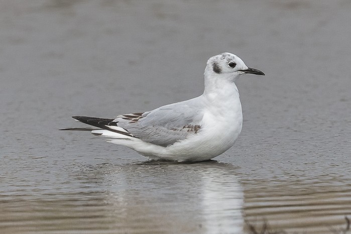 Bonaparte's Gull