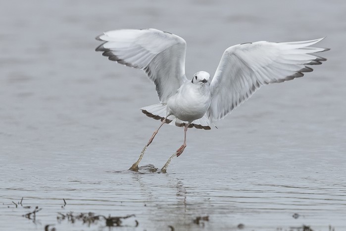 Bonaparte's Gull