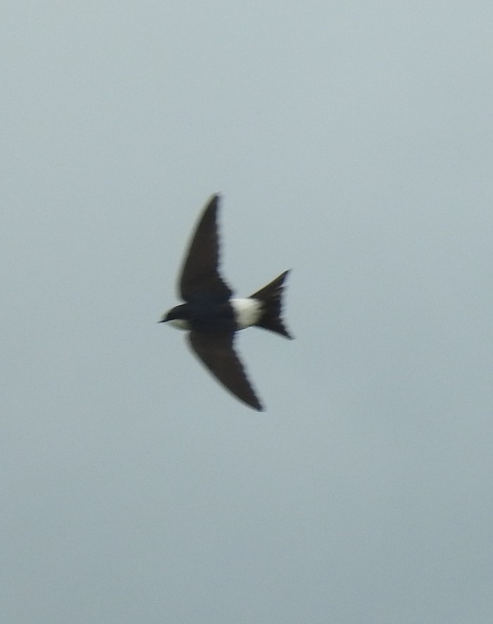 House Martin