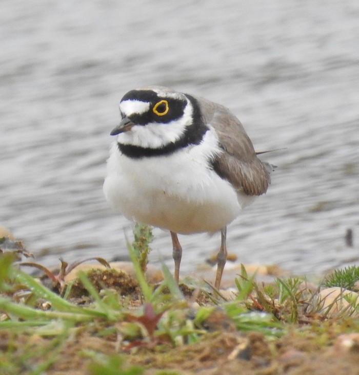 Little Ringed Plover
