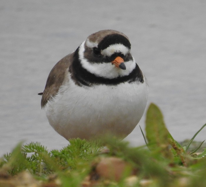 Ringed Plover