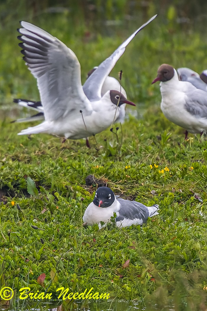 Franklin's Gull