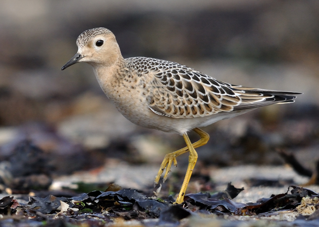 Buff-breasted Sandpiper