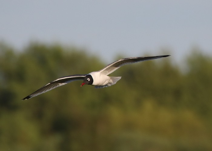 Franklin's Gull