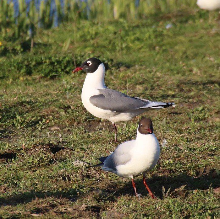Franklin's Gull
