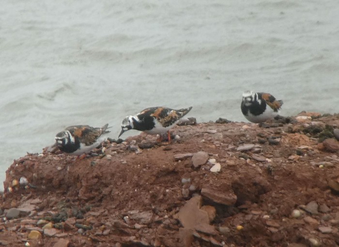 Turnstone