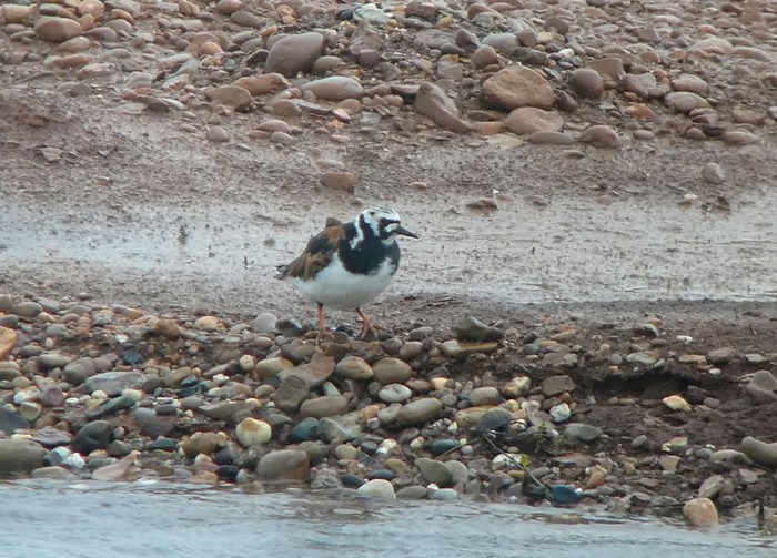 Turnstone
