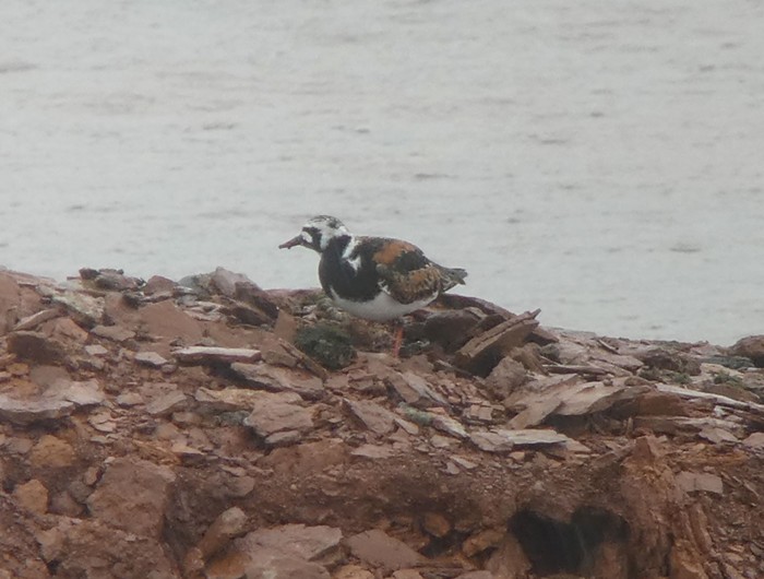 Turnstone