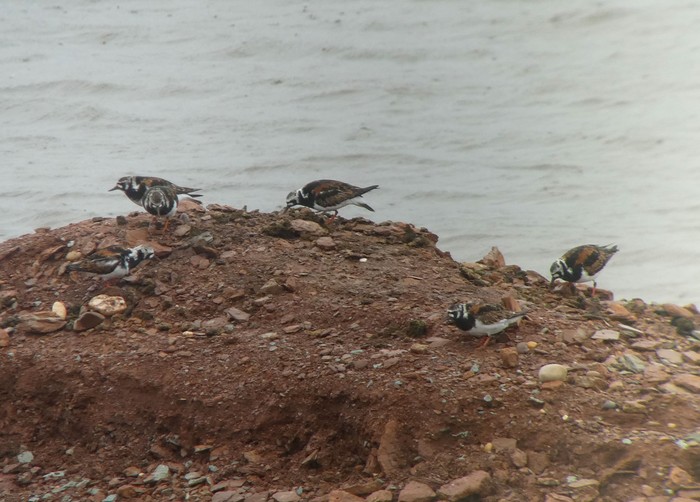Turnstone