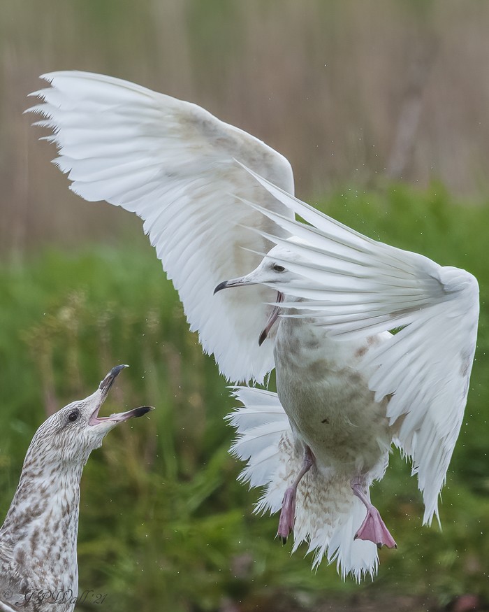 Iceland Gull
