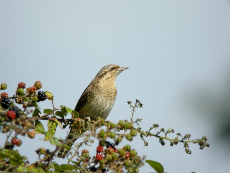 Wryneck