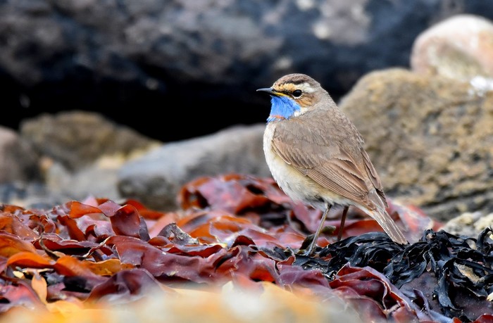 Red-spotted Bluethroat