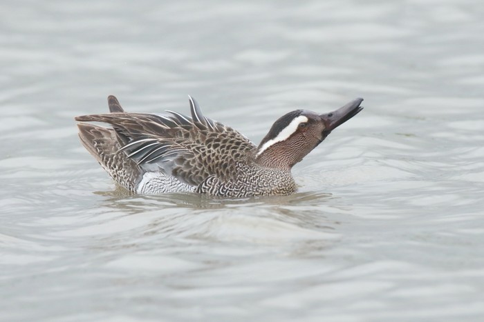 Garganey
