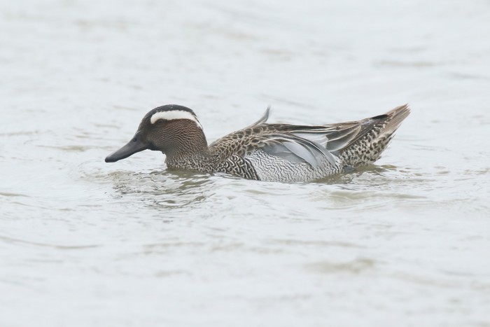 Garganey