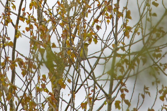 Golden Oriole
