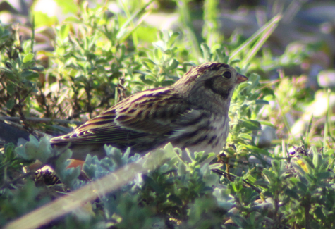 Lapland Bunting