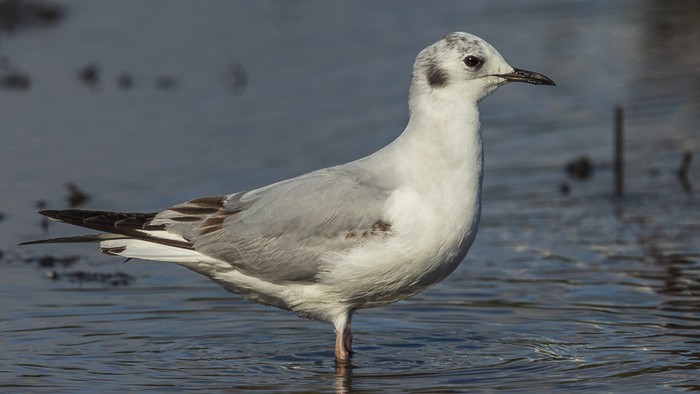 Bonaparte's Gull