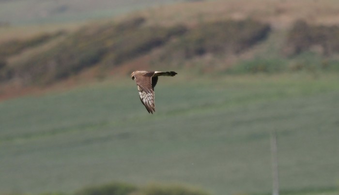 Montagu's Harrier