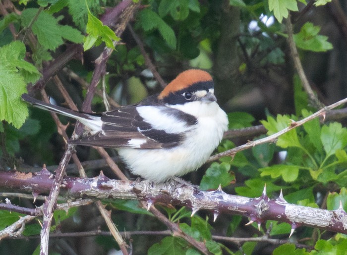 Woodchat Shrike