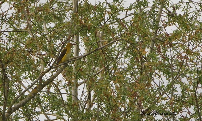 Golden Oriole