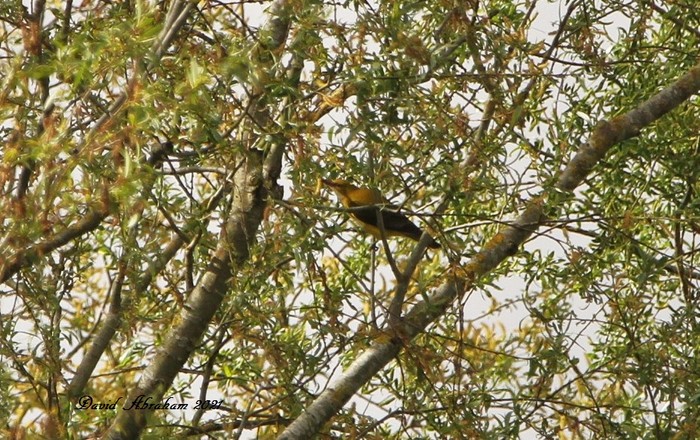 Golden Oriole