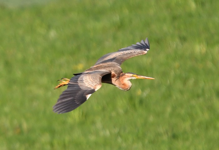 Purple Heron