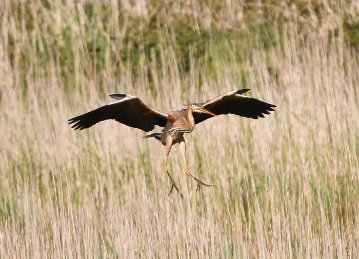 Purple Heron