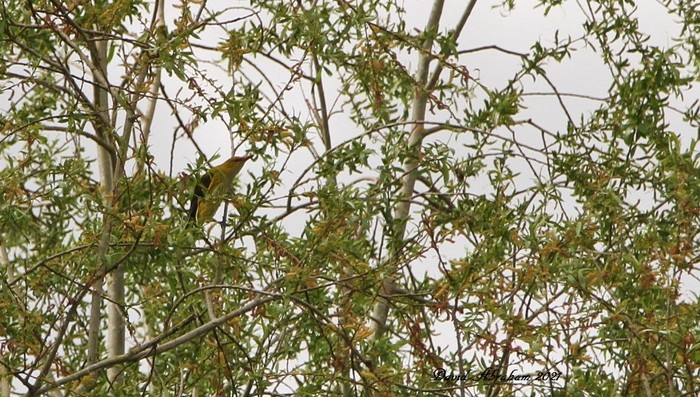 Golden Oriole