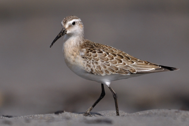 Curlew Sandpiper
