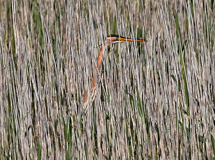 Purple Heron