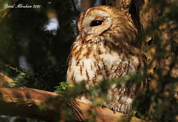 Tawny Owl 