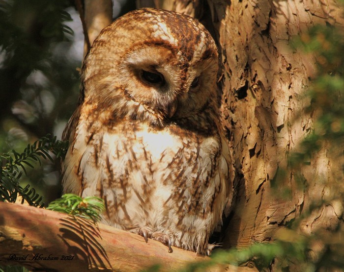 Tawny Owl 