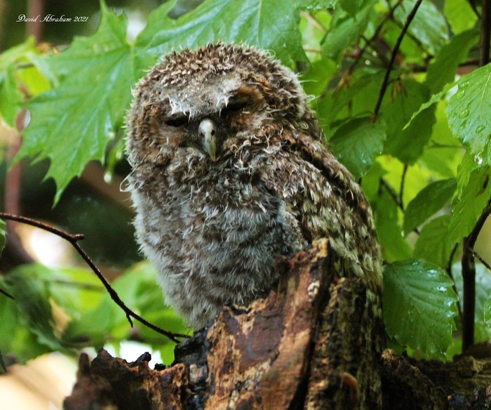 Tawny Owl 