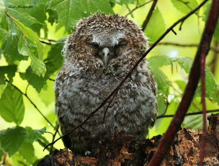 Tawny Owl