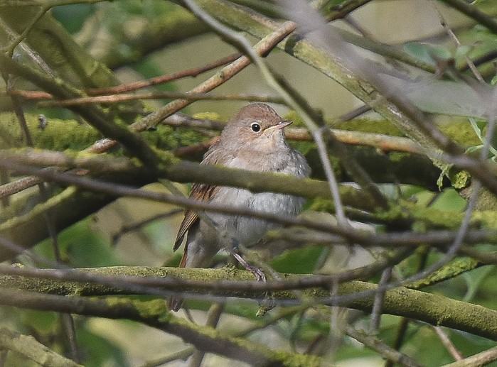 Thrush Nightingale