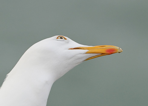 Herring Gull